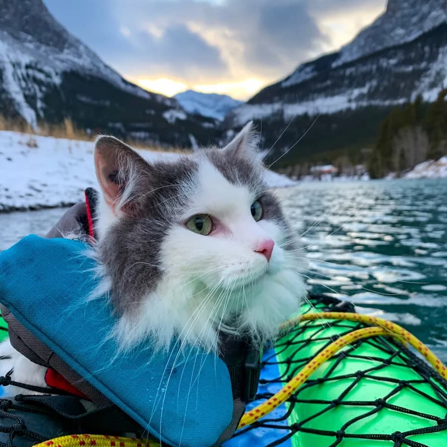 CBC story reports that This Alberta cat loves to ski, paddle or 'meow-taineer' with his human