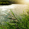 lake-grass